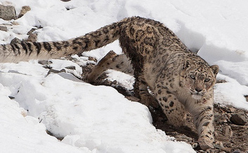 Snow Leopard Trek