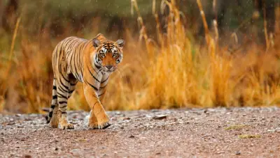 Ranthambore Weekend Tour