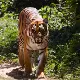 wildlife image