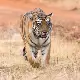 wildlife image
